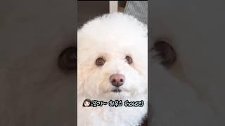 말티푸 강아지 훈련. 하우스, 뒤로가기 천재견. smarty maltipoo #maltipoo #dogtraining #강아지 #shorts @againttoggy