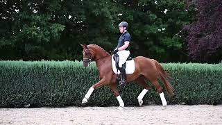 12 YO DRESSAGE HORSE