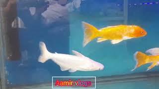 lalukhet fish aquarium shop | lalukhet aquarium shop