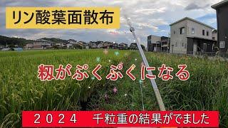 【2024葉面散布】9月の猛暑で条件は最悪だったのですが。