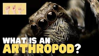 ASL What is an Arthropod?