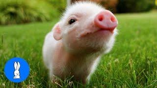 Cute Baby Micro Teacup Pig - BEST Compilation!