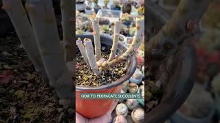 How to propagate succulent form cutting and leaves (Tips & Tricks)