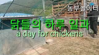 닭들과 아침 인사 a day for chickens 가축 기르기 시골집 촌집 닭장짓기