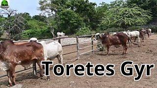 Nuevo lote #50 en venta Embriones Gyr Lechero - el salvador en el campo