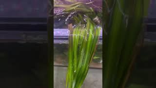 Vallisneria Gigantea - Aquariumplantenshop