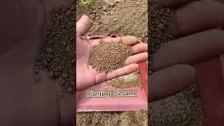 How To Grow Sesame. Planting Techniques #satisfying #short