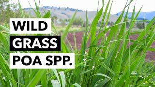 Wild Edibles with Sergei Boutenko: Grass–Poa Spp. + Origins of Wheatgrass and Green Juice