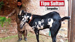 Tipu Sultan Famous Breeder Goat Of Sargodha 2025 | Bakra Mandi