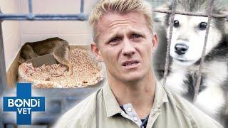 12 Dogs Rescued From Meat Trade Are So Shocked They Hide In Corners  | Bondi Vet Clips | Bondi Vet