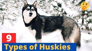 9 Types of Huskies: Which Husky would be suitable for you?