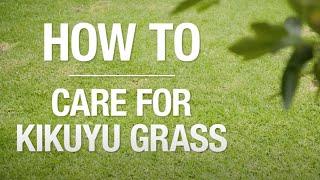 How To Care For Kikuyu Grass - Bunnings Warehouse