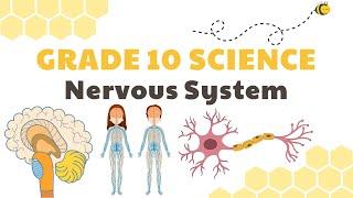 Nervous System | Grade 10 Science DepEd MELC Quarter 3 Module 3