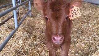 Anderson's bovine adoption center