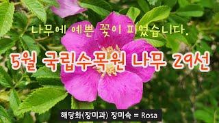 한국의 나무 - 5월 포천 국립수목원에 꽃 피는 나무 29종류 해설