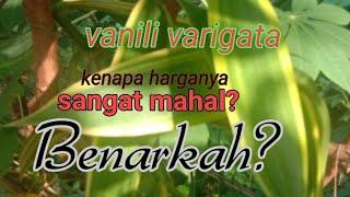 vanili #varigata#vanilla#budidayavanili