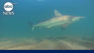 Swimmers see close shark encounters at the beach