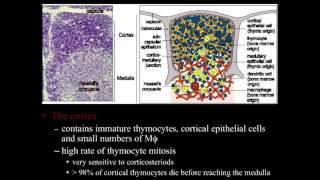 Immunology: the thymus, an overview for t cell development