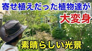 【試行錯誤の連続】見よう見まねで作り続けた庭が凄すぎた。　　　　　【カーメン君】【達家さん】【個人庭】