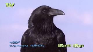 Raaf - common raven - corvus corax