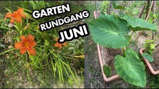 Gartenrundgang Ende Juni | mein Ökosystem