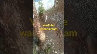 Makhlukhalus lagi berjalan#viralvideo#cat#catlover#kucingkampung#kucing#kucinglucu