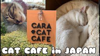 Cute Cat Cafe in Japan // Minoh, Cara Cat Cafe, Kittens!!