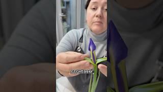 Как помочь ирисам раскрыться? #урокифлористики #цветы #flowers