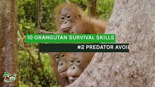 Orangutan Survival Skill #2 - Predator Avoidance