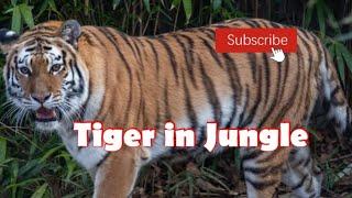 Tiger | Tiger in jungle | Tiger jungle mein #tiger #savetigers #viral    #kunalkirtiwithnature