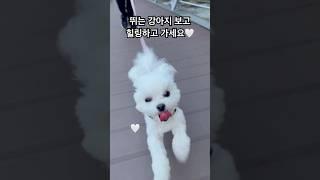 뛰는 강아지 보고 힐링하고 가세요 #강아지 #말티푸 #멍미르 #말티즈 #푸들 #런닝 #힐링 #short #shorts #shortvideo