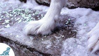 ️Dog Paw Tips For Winter️