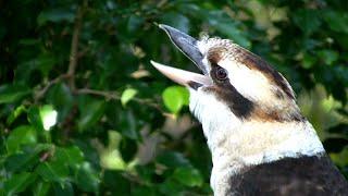 Listen to This Bird's Raucous Laughter Heard Across Eastern Australia