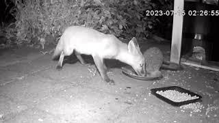 Fuchs und Igel