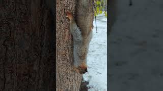 Белка не готова к подарку)  Squirrel was not ready for the present