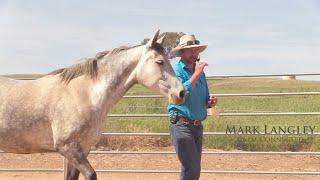 Connecting with an anxious horse