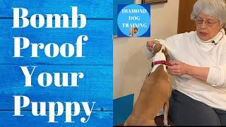 Puppy Handling Exercises How To Stop Puppy Biting