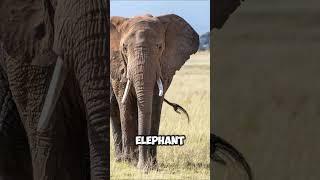 Top 5 Biggest Animals in the World #shorts #facts #viral #Top5  #biggest #animals #world #funfacts