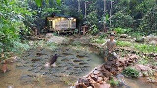 Diary 3 years in forest Build houses,Build fish ponds, gardens, hydroelectric, alone build life