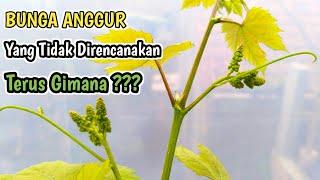 Bunga Anggur Yang Tidak Direncanakan‼️Kok Bisa Ya ⁉️