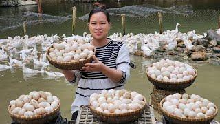 Harvesting Duck Eggs & Processing & Cooking Goes to market sell | Ly Thi Ca