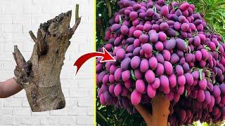 Amazing How to Growing Mango Tree Fast and fruitful with the use of techniques​ New