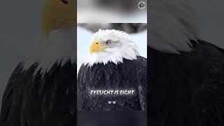 Eagles  These Skills Will Make You Say No Way  #shorts #eagles #animalfacts #animalshorts