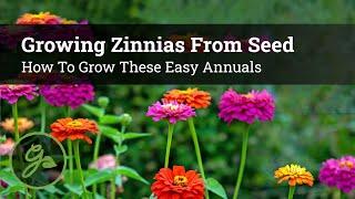 Growing Zinnias From Seed - How To Grow These Easy Annuals