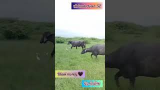 Jafarabadi buffalo #jafrabadi_buffalo #buffallo #animalshorts #animals #farming