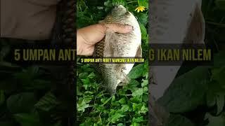 5 Umpan Anti Ribet Mancing Ikan Nilem