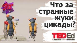  Что за странные жуки цикады? [ ted ed на русском ]