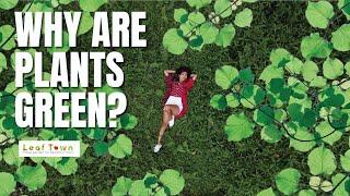 Why Are Plants Green?