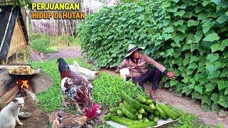 Menjual ke pasar, Panen timun ke-6 & sayur, Masak ikan haruan, Hidup di hutan bekebun & ternak CR-88