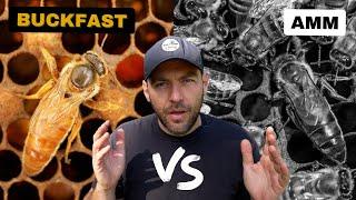 Buckfast vs AMM - Which Is BEST?